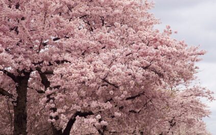 attachment-61de2bf3c74c6302e15db204