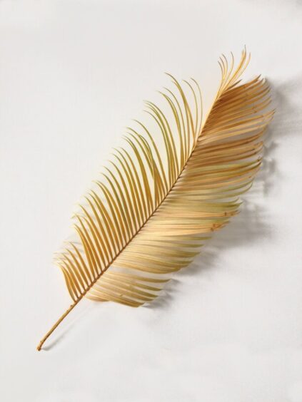 attachment-61de0dc113ab9f7f6b950e79