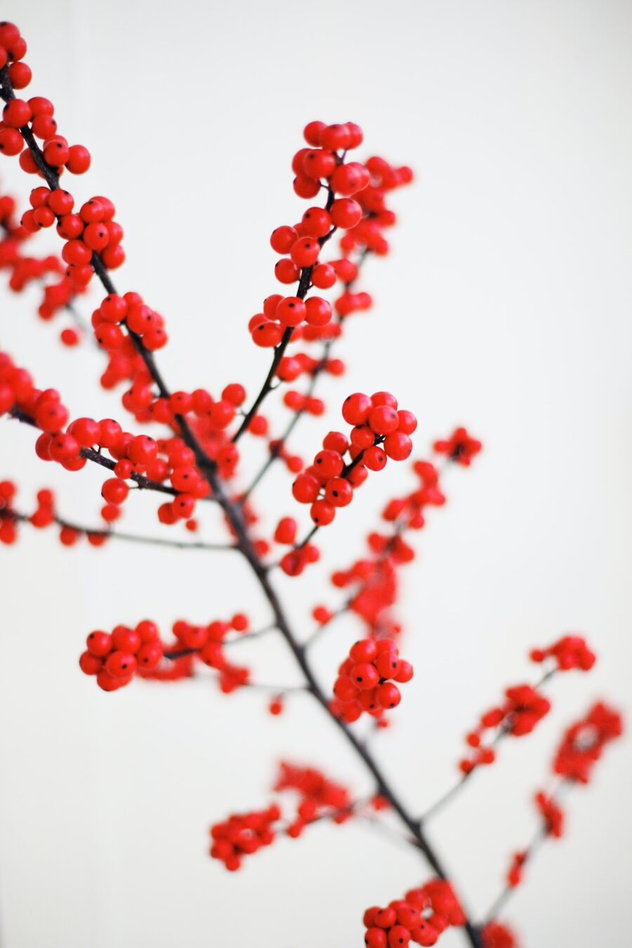 Close up photo of red berries growing on branches.