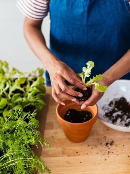 Your Guide To Growing Your Own Microgreens This Winter