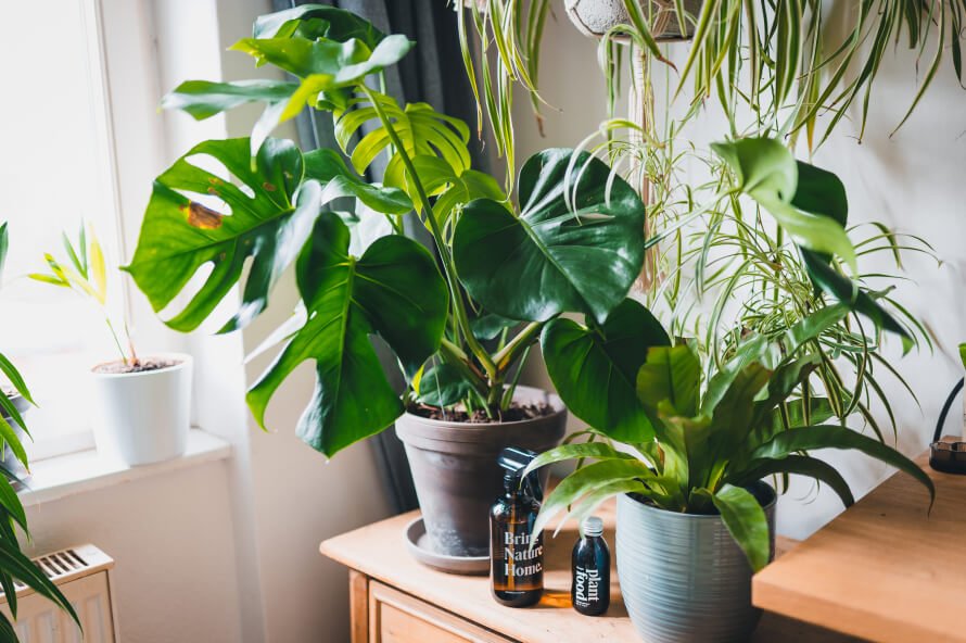 7 Websites To Buy Indoor Houseplants Online - The Good Trade