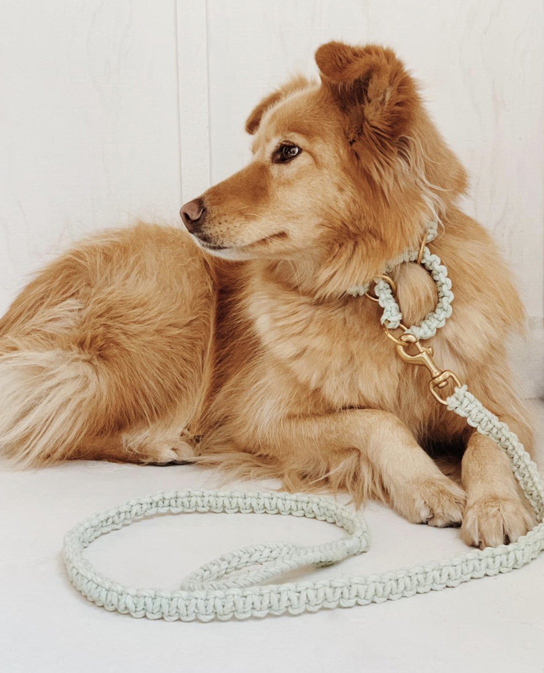 7 Sustainable Dog Collars And Leashes For Your Next W-A-L-K