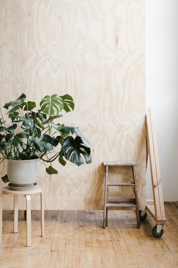 A Survival Guide For Your Favorite Houseplants