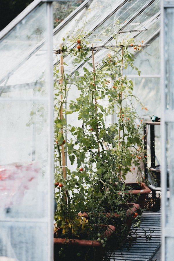 6 Tips For Sustainable Gardening In Small Spaces