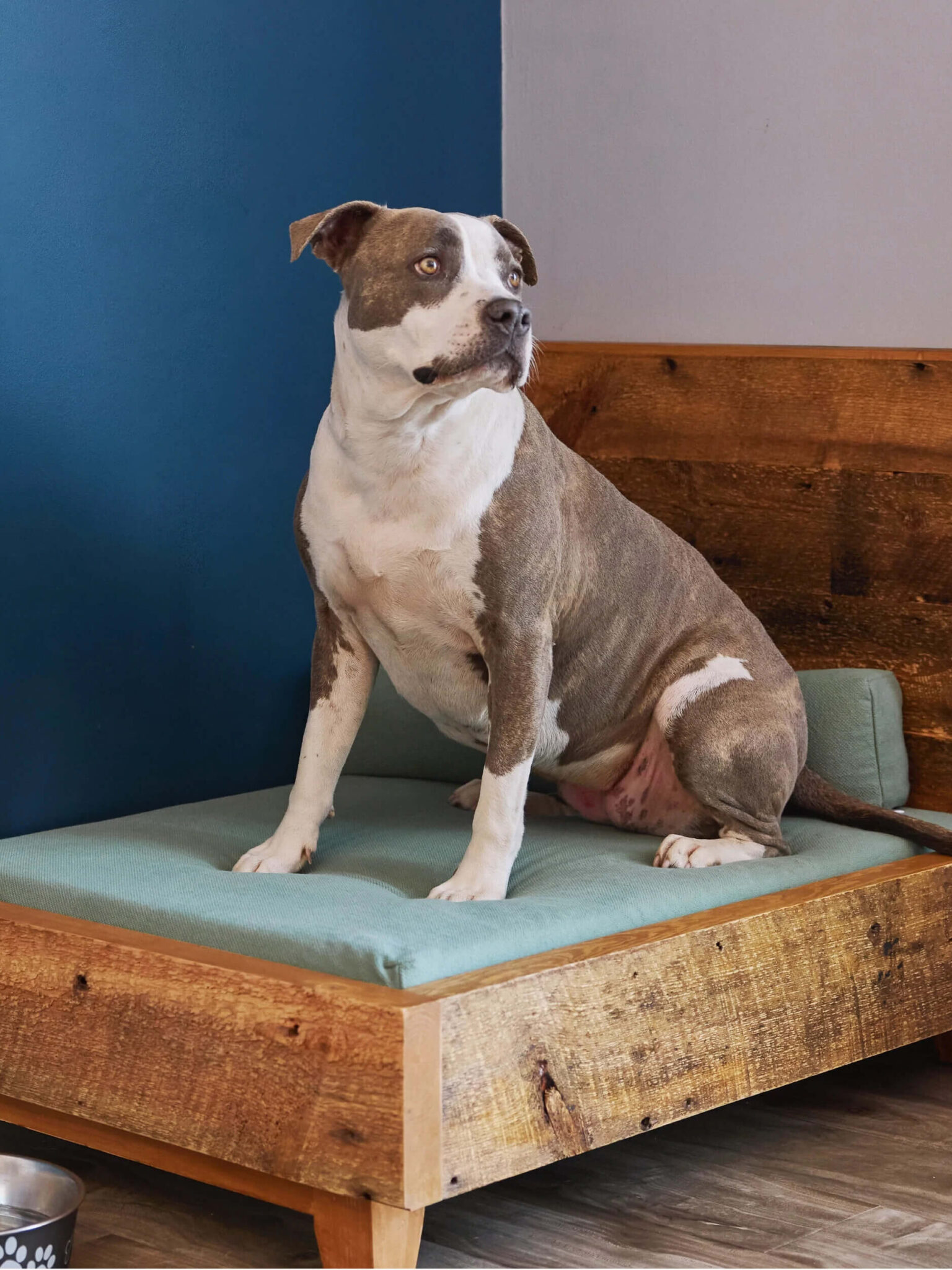 10 EcoFriendly Dog Beds That Are Organic And Supportive The Good Trade