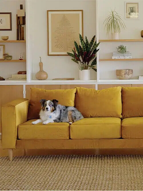 A dog on a mustard-colored couch in a styled room.