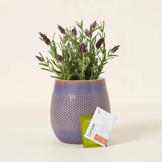 Self-Watering Lavender Grow Kit