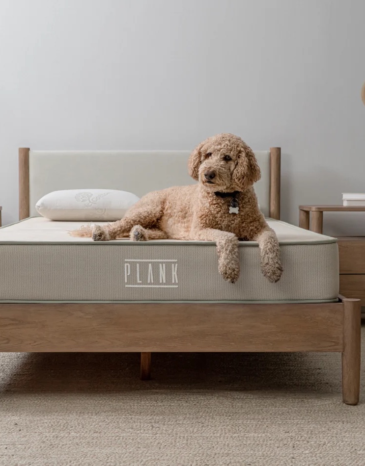 Goldendoodle laying on an extra-firm Plank mattress that has two pillows on it