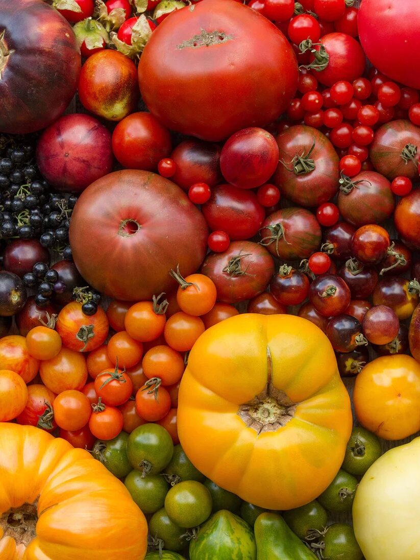 A shot of colorful tomatoes