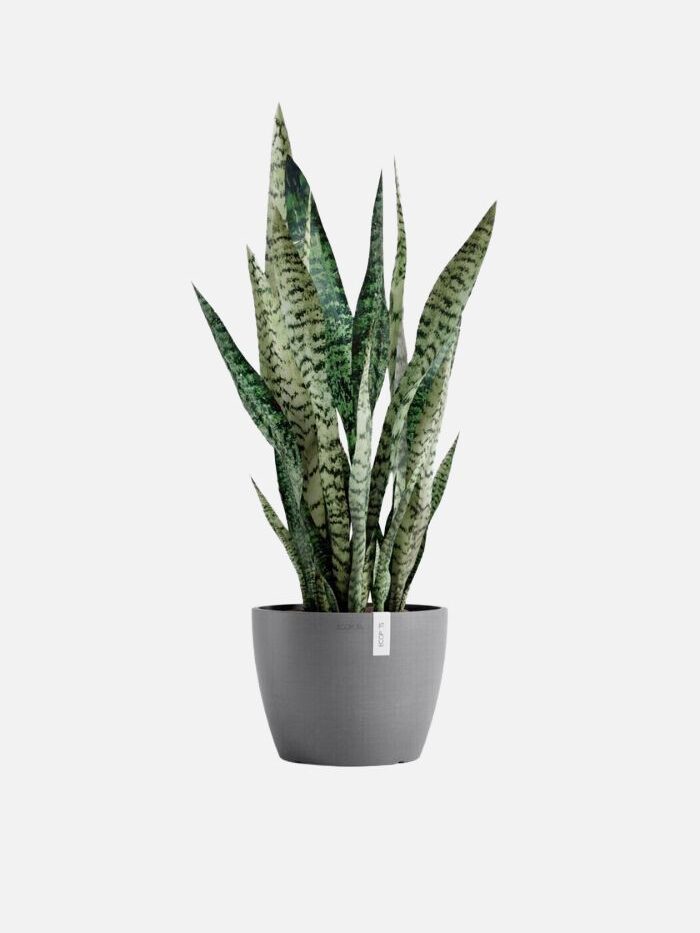 Medium grey Ecopots planter with a green plant inside of it set behind a light grey background.