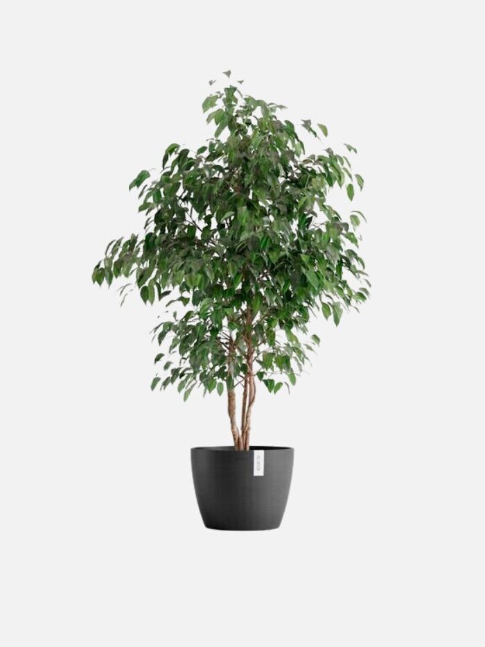 Dark grey Ecopots planter with a tree inside of it set behind a light grey background.