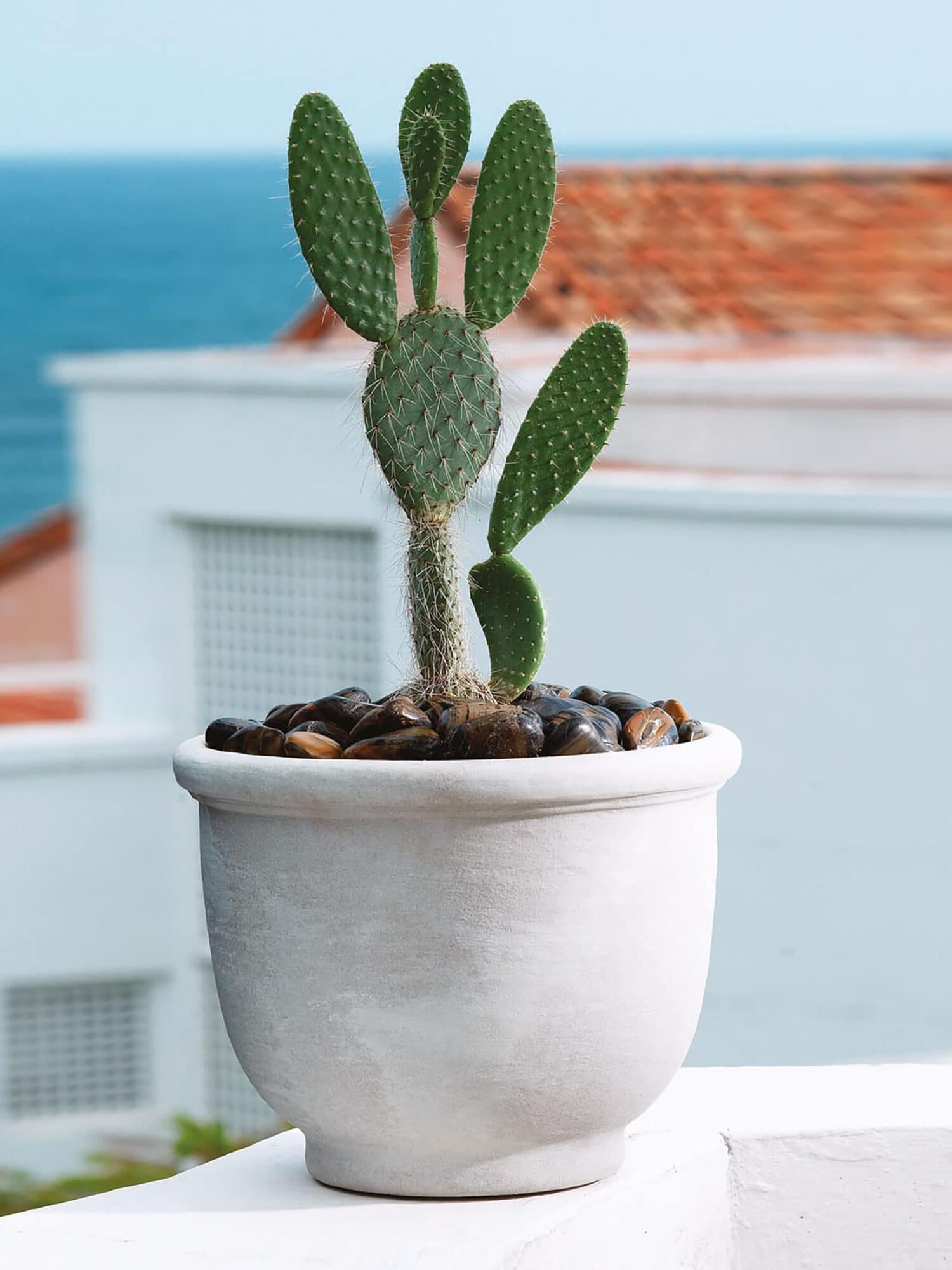 A weathered grey West Elm plant pot with a cactus in it set on a balcony.