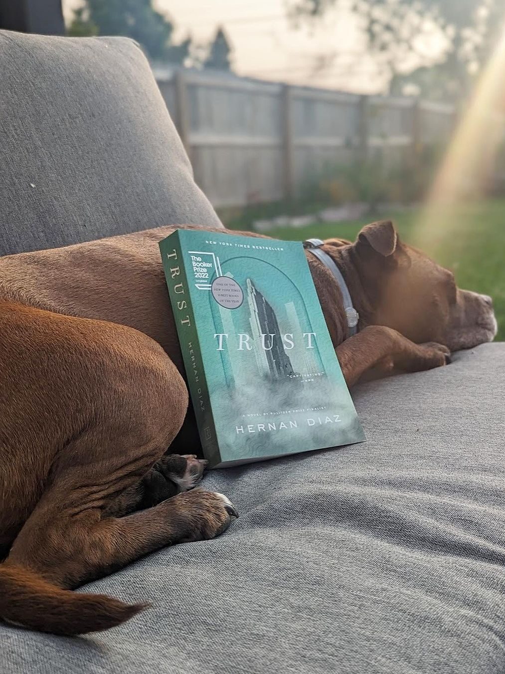 The book "Trust" by Hernan Diaz leaned against a resting dog. 