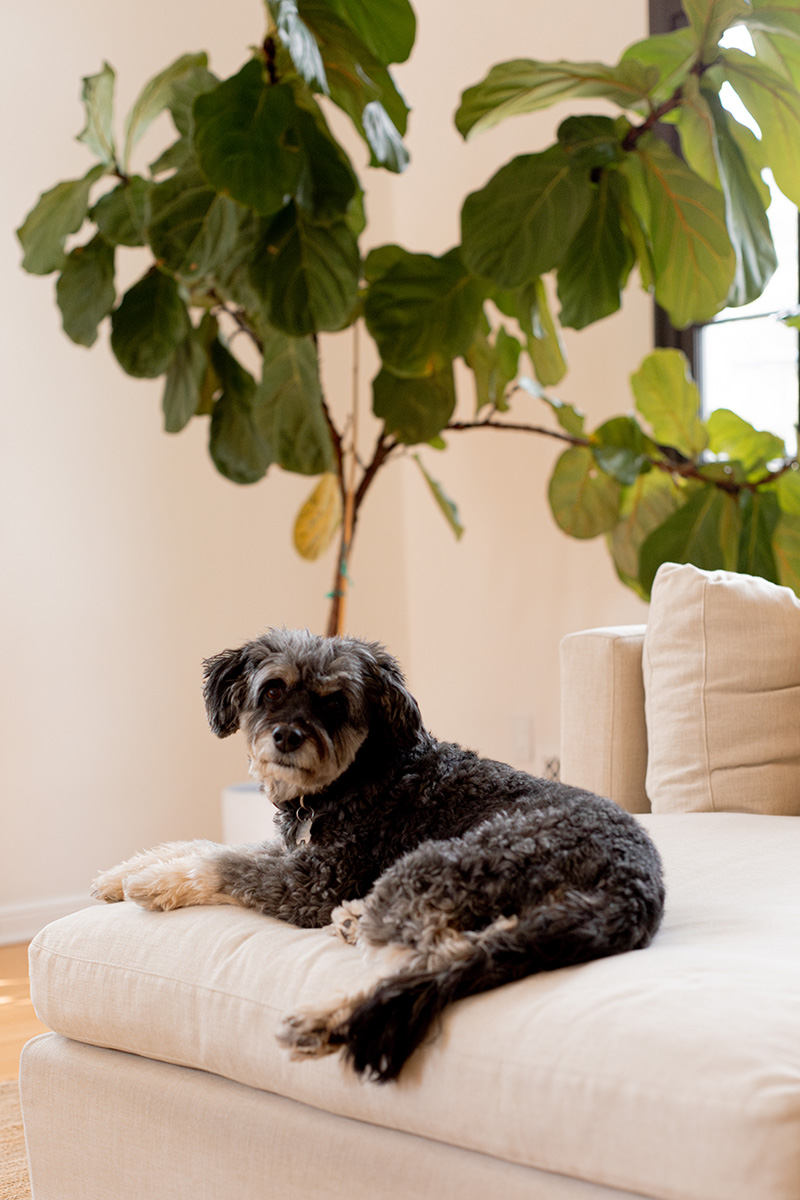 A scruffy black and gray dog lying contentedly on a beige sofa, with a large potted fiddle leaf fig tree in the background.