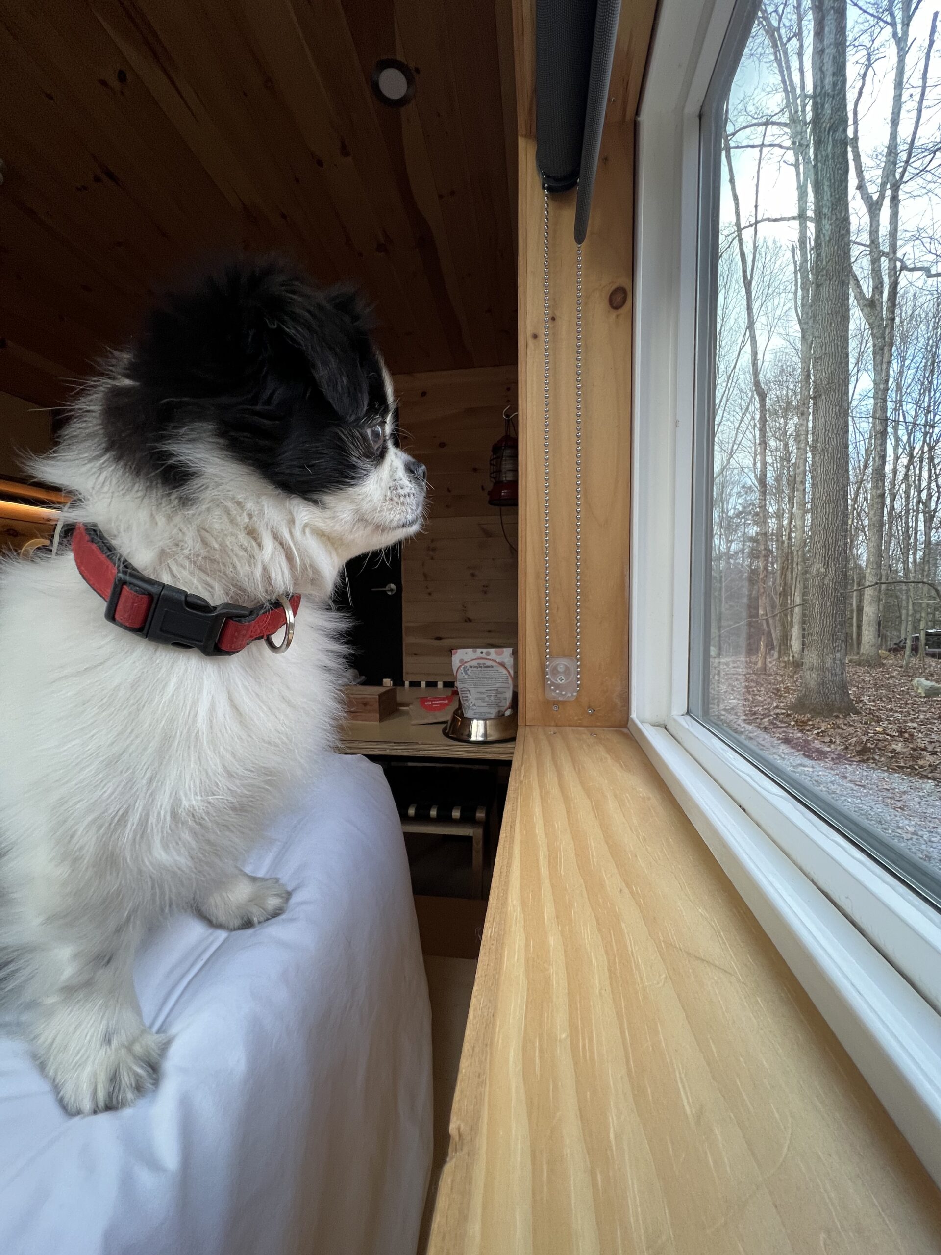 The author's dog looking out the window.