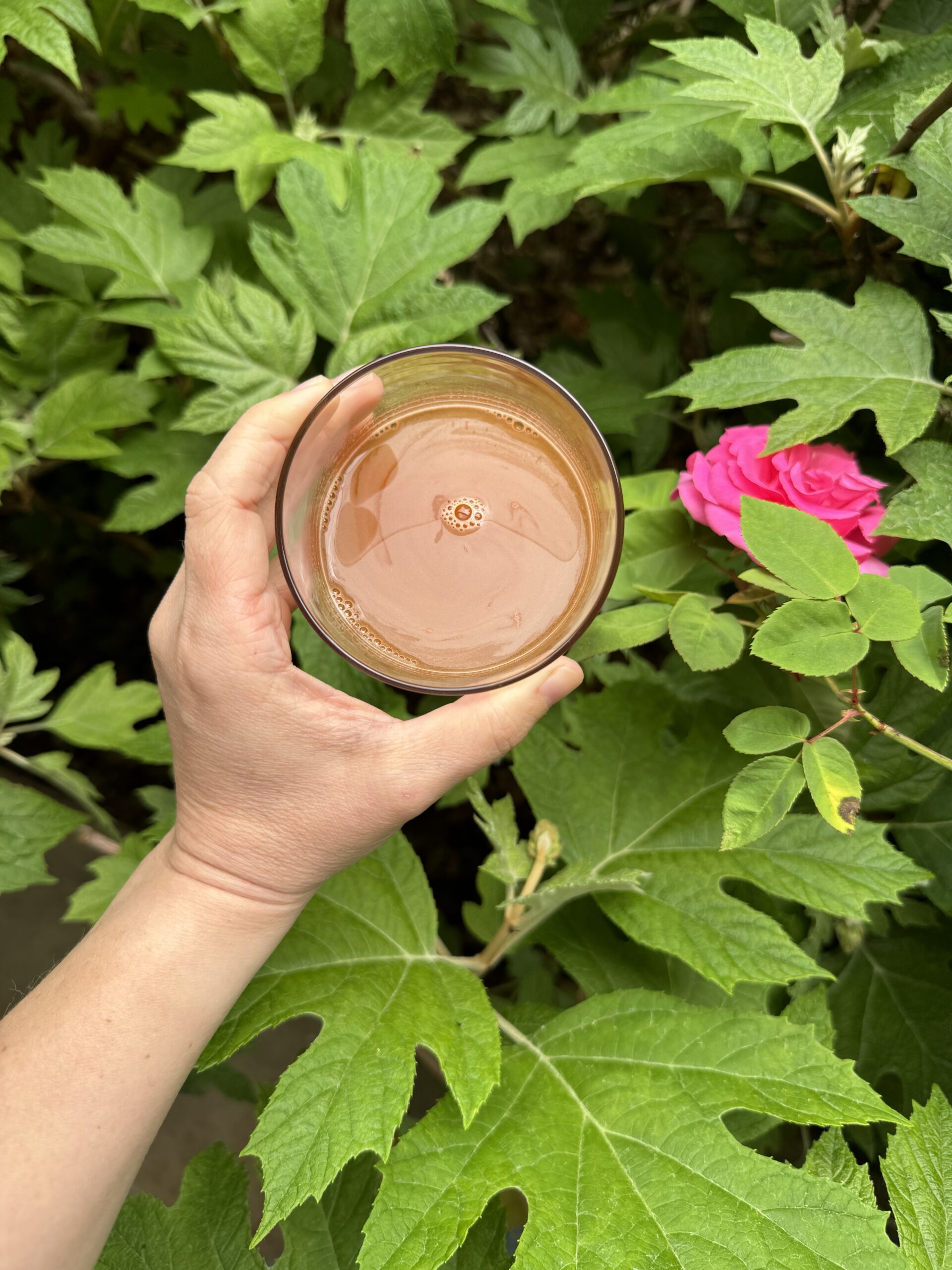 A hand holding a glass of iced coffee, seen from above, surrounded by lush green leaves and a pink rose.