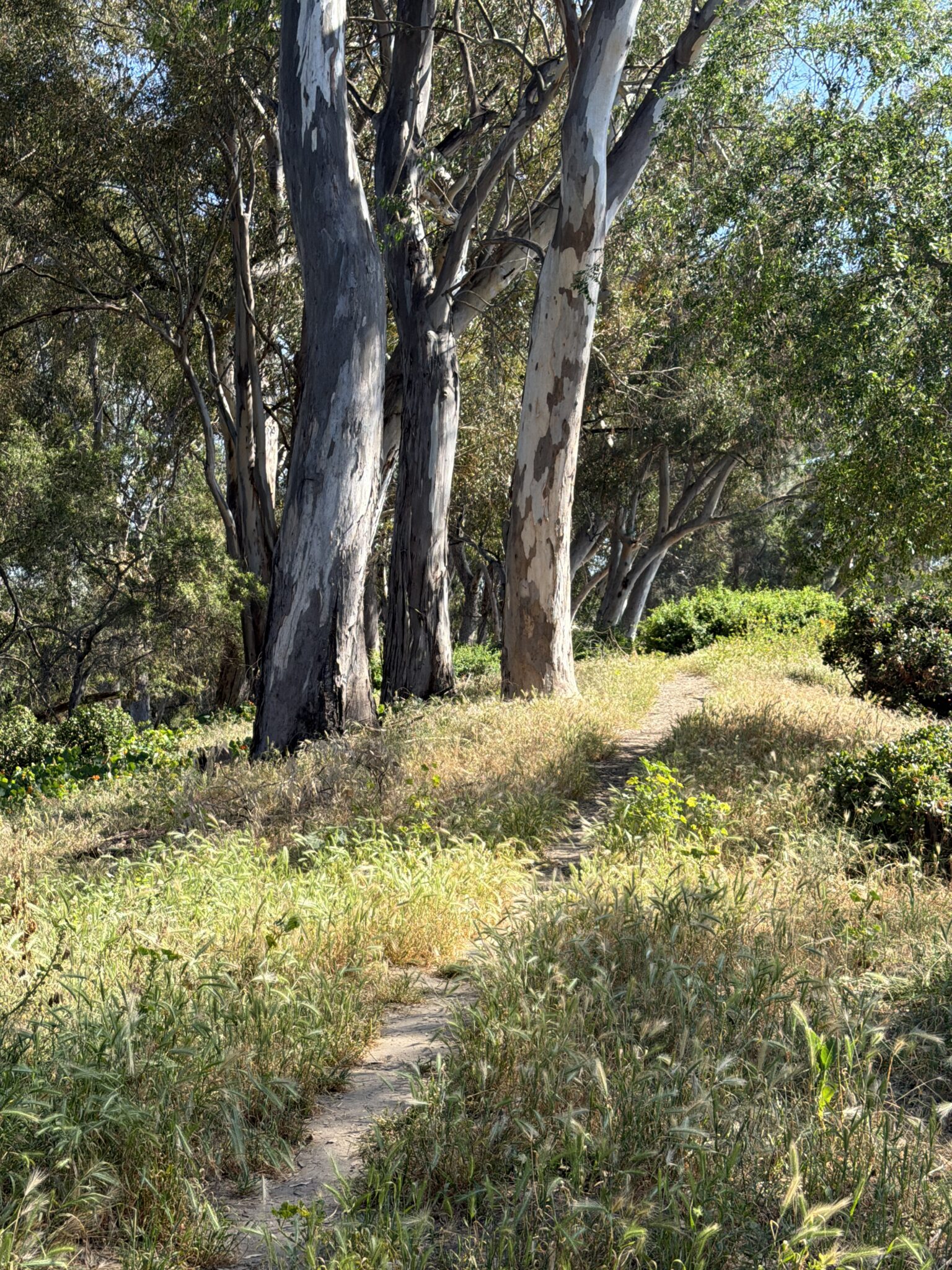A narrow dirt path winds through tall grass and trees with mottled bark in a sunlit, wooded area.