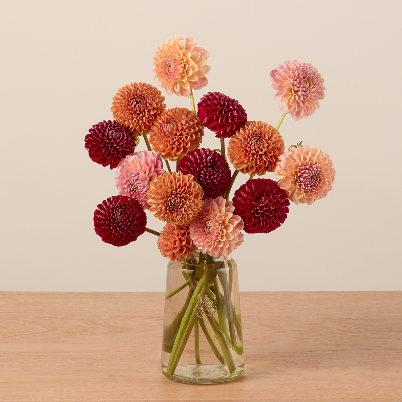 A clear glass vase with a bouquet of red, orange, and pink dahlias sits on a light wooden surface against a plain beige background.