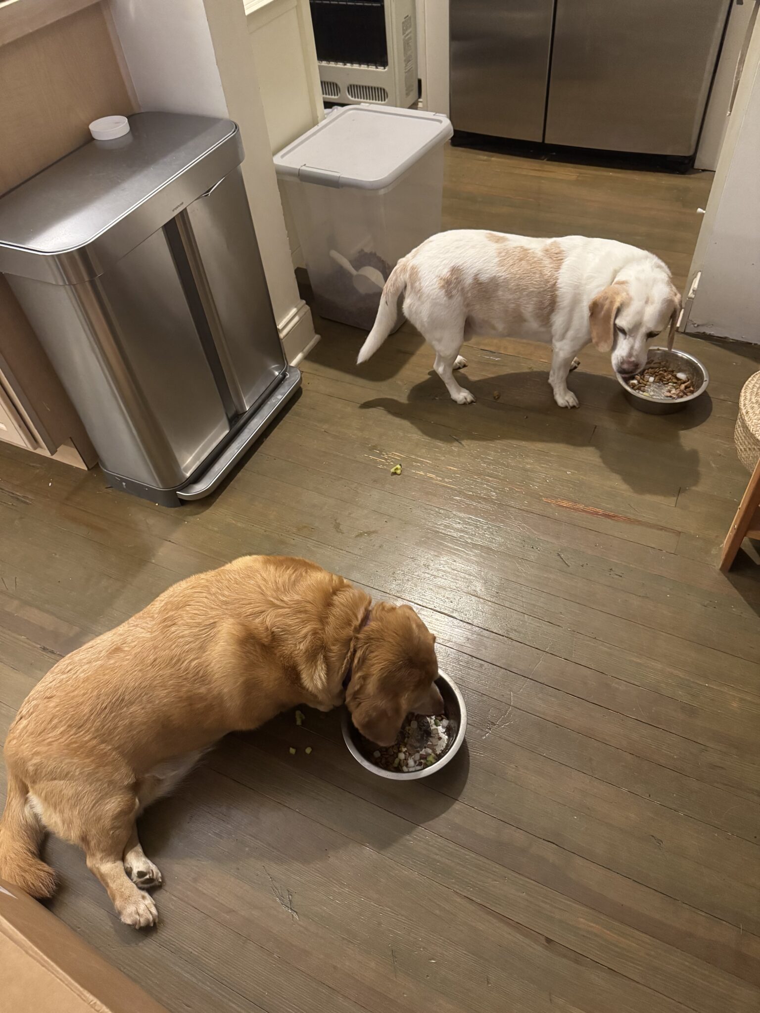 Two dogs eat from separate bowls on a wooden kitchen floor near a trash can and a plastic bin.
