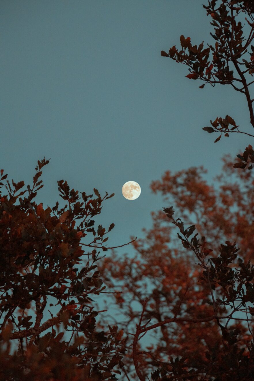 Full moon in a clear evening sky framed by silhouettes of tree branches with reddish leaves.