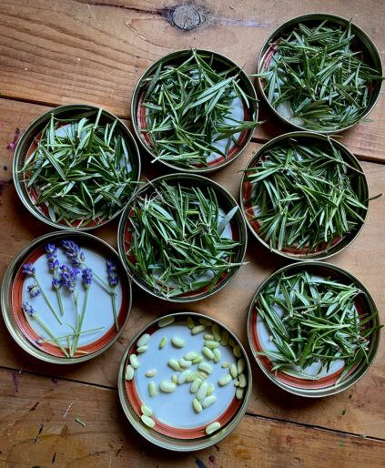 Eight jar lids on a wooden surface, each containing fresh rosemary, except two lids, which hold sprigs of lavender and peeled garlic cloves respectively.