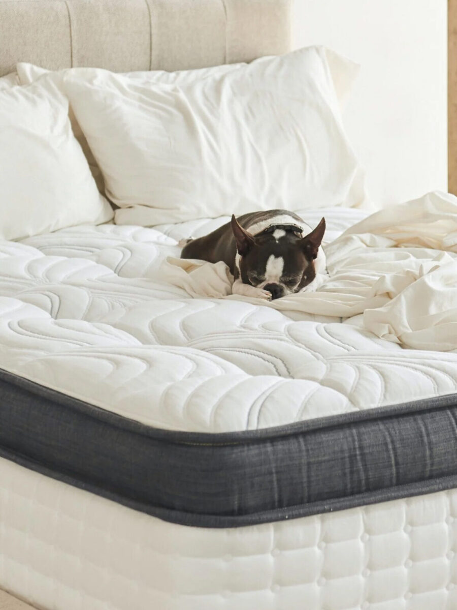 A small black and white dog is lying on a neatly made bed with white sheets and pillows in a bright room.
