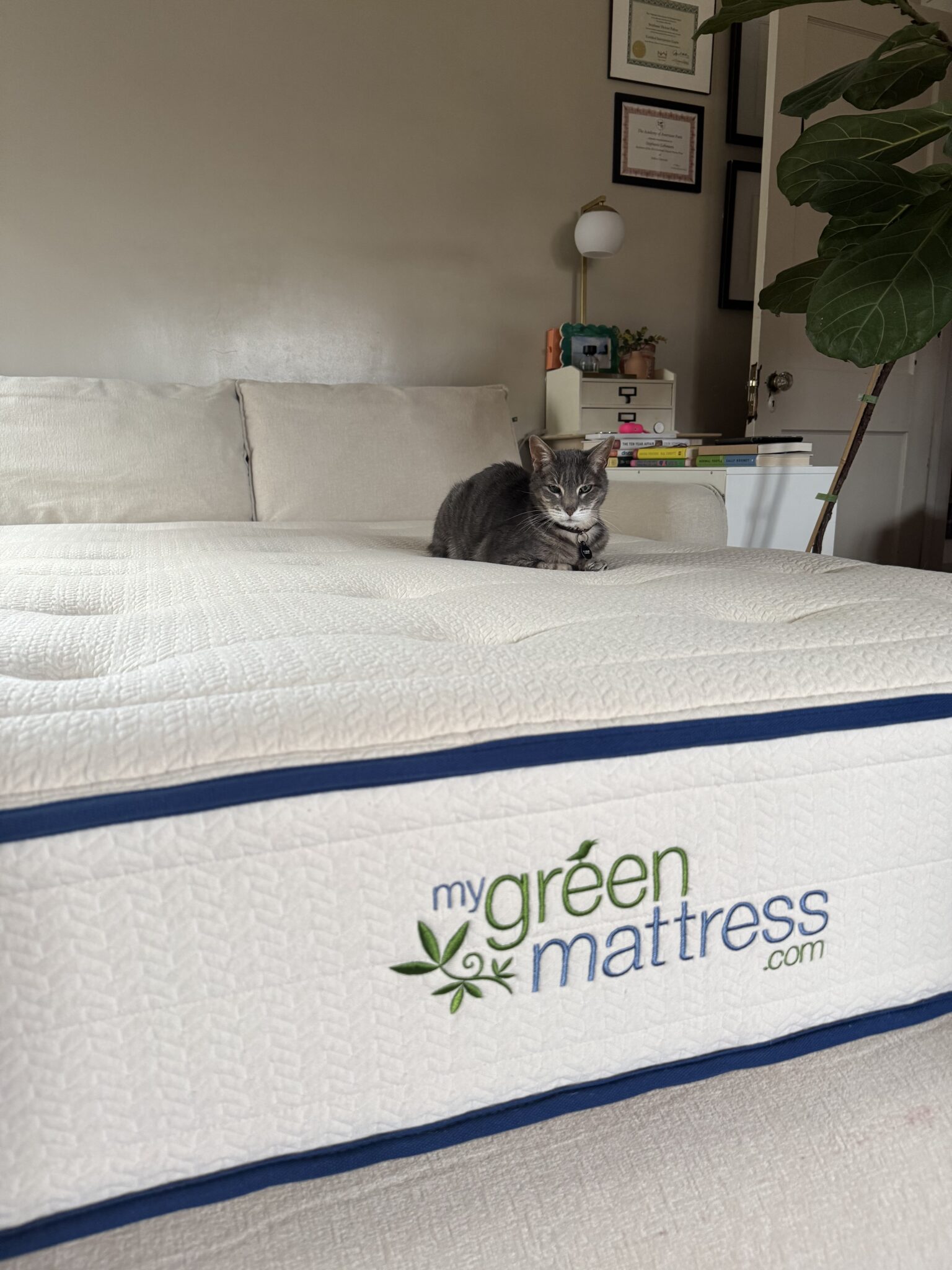 A gray cat sits on a neatly made bed with a visible “my green mattress.com” logo on the mattress in a tidy bedroom.