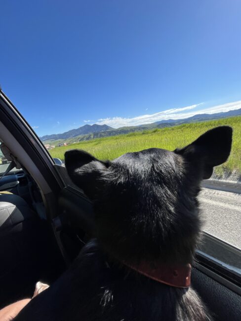 A black dog with pointed ears looks out the open window of a car at a green field and mountains under a clear blue sky.