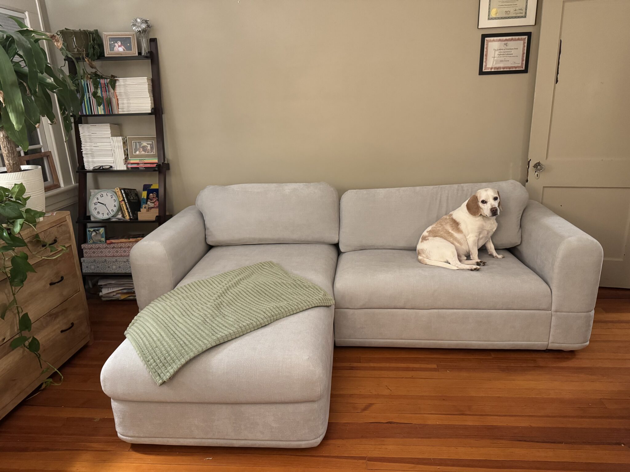 A beige dog sits on a light gray sectional sofa with a green blanket in a living room with wood floors, plants, and a bookshelf.