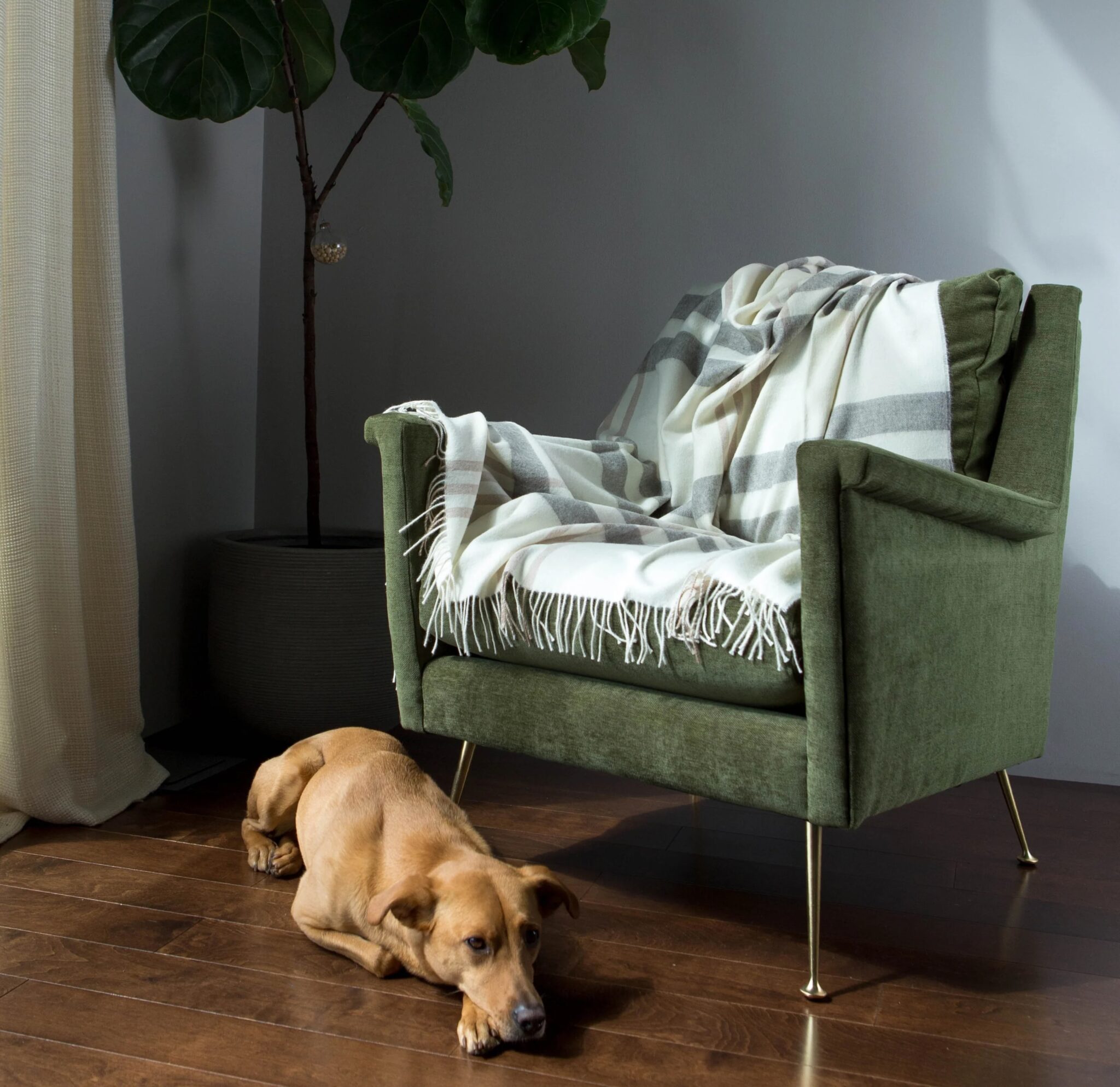 A tan dog lies on a wooden floor next to a green armchair draped with a plaid blanket; a large potted plant is behind the chair.