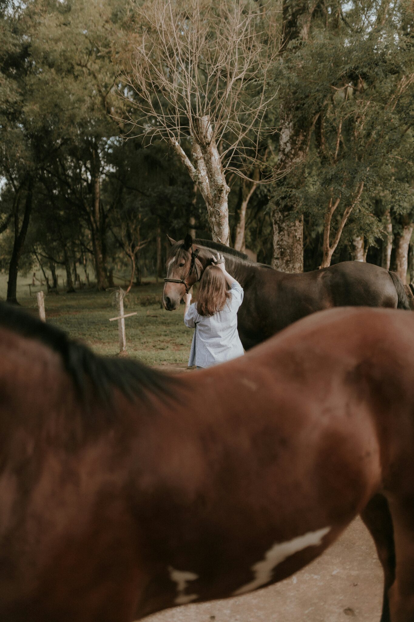 A person in a light shirt stands next to a brown horse in a wooded area, with another horse partially visible in the foreground.