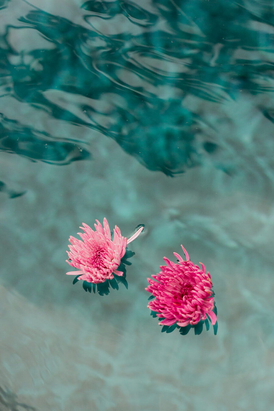 Two pink flowers floating on the surface of clear blue water, with subtle ripples visible around them.