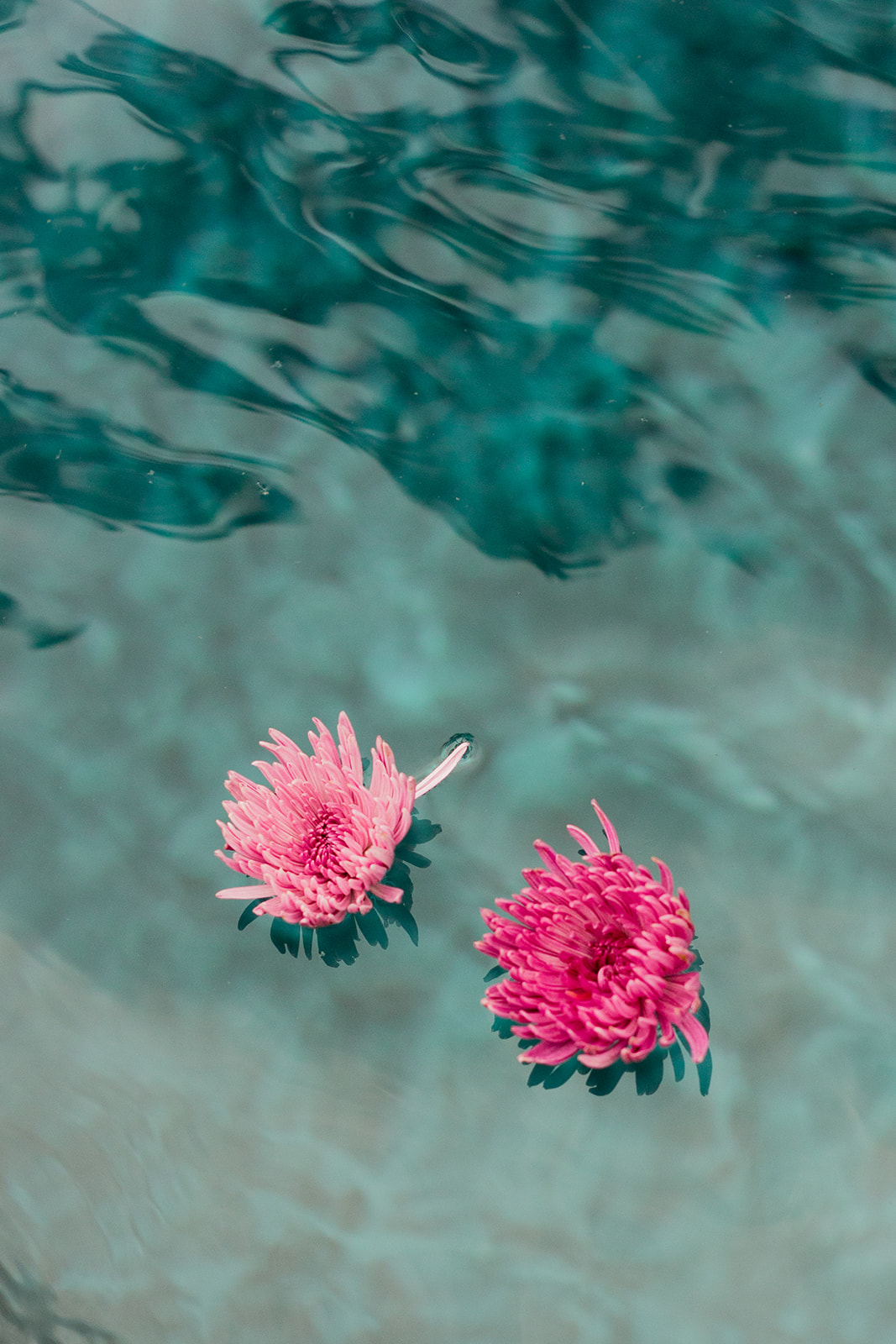 Two pink flowers floating on the surface of clear blue water, with subtle ripples visible around them.