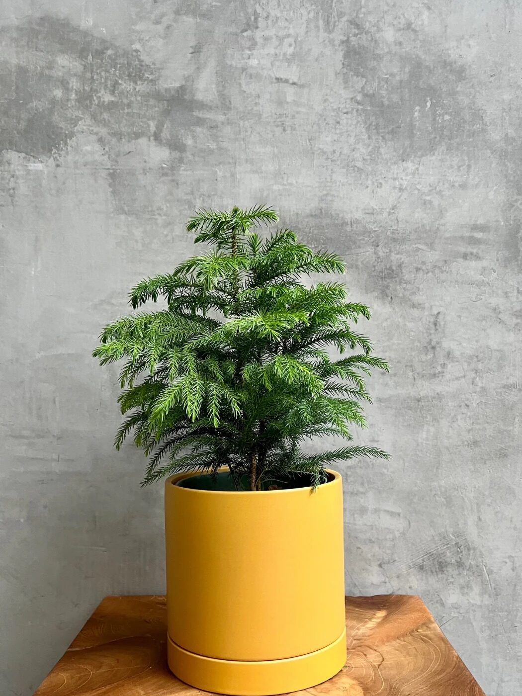 A small potted evergreen plant in a yellow planter sits on a wooden surface against a gray concrete wall background, perfect for adding style to your space or as a great find for online shopping enthusiasts.