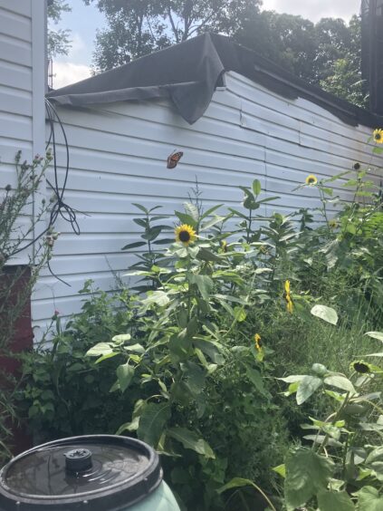 A monarch butterfly hovers near a sunflower among tall green plants next to a white building with a black tarp on the roof.