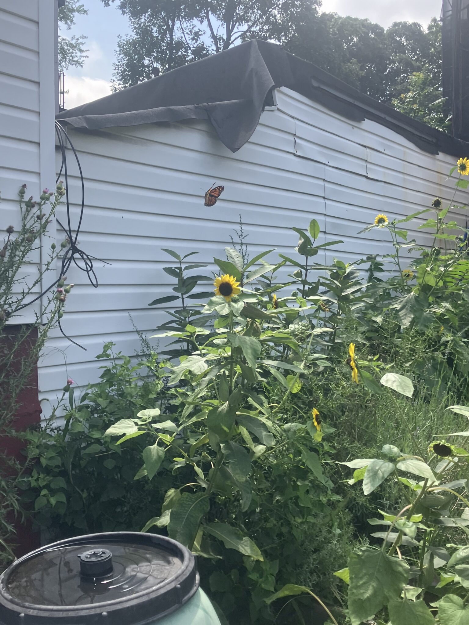 A monarch butterfly hovers near a sunflower among tall green plants next to a white building with a black tarp on the roof.