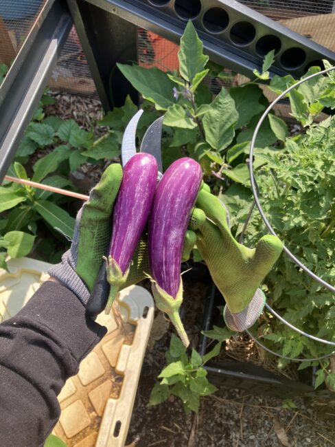 A person wearing green gloves holds two freshly harvested striped eggplants in a garden, with plants visible in the background.