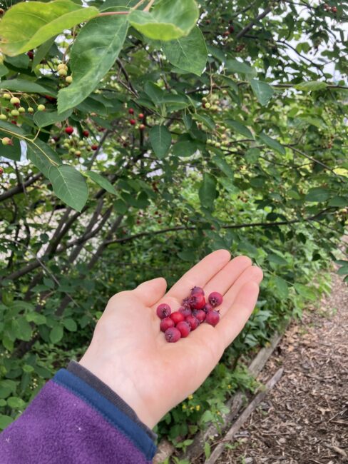 A hand holds several small red berries in front of a leafy bush with more berries growing on it.