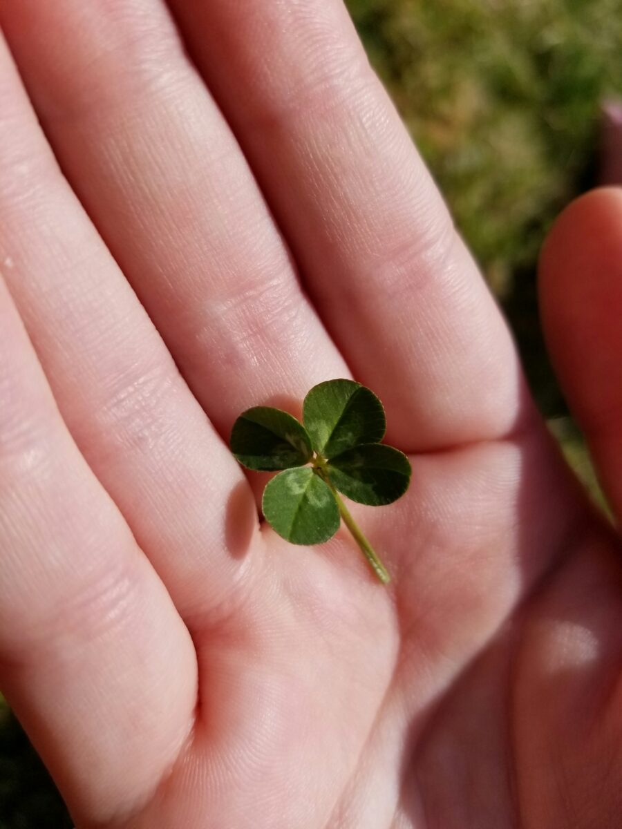A hand holding a four-leaf clover with a blurred background.