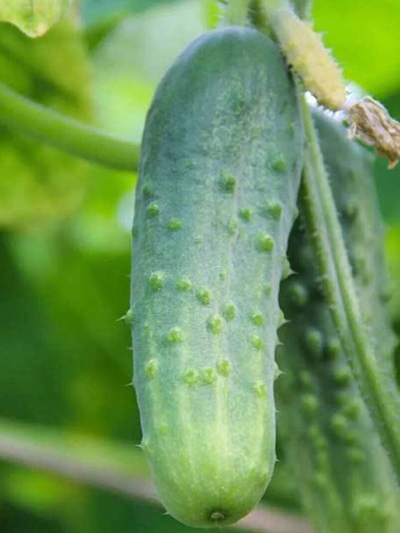 Two green cucumbers growing on a vine with leaves in the background. The True Leaf Market logo is visible in the bottom right corner.