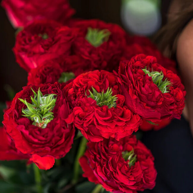 A close-up of a bouquet of red ranunculus flowers with green centers, partially obscuring a person's face in the background.