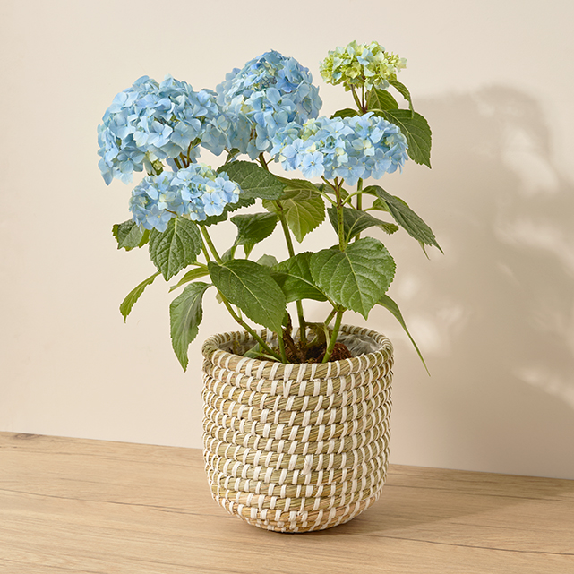 A potted hydrangea plant with blue and light green blooms in a woven basket sits on a wooden surface against a neutral background.