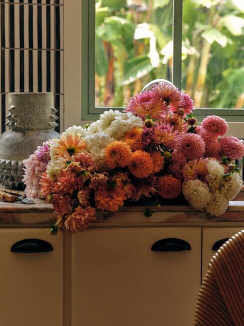 A variety of colorful dahlias, including pink, orange, and white blooms, are arranged on a kitchen countertop beneath a window with green foliage visible outside.