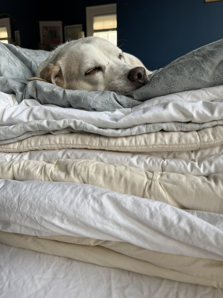 A light-colored dog sleeping on a stack of folded blankets.