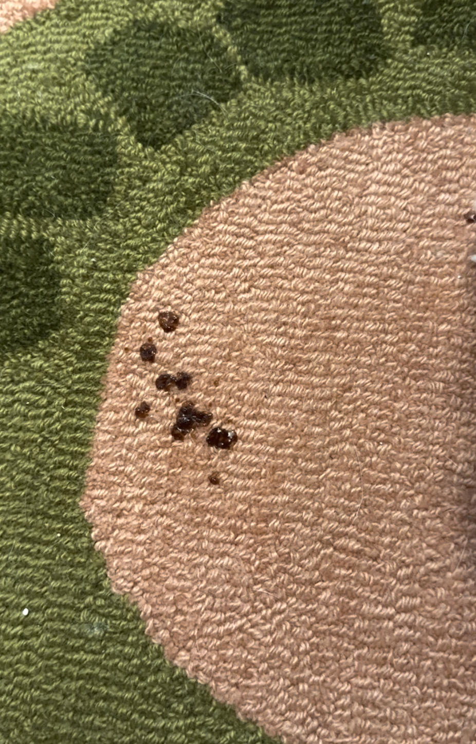 Small dark brown spots are visible on a patterned carpet featuring green and tan colors.