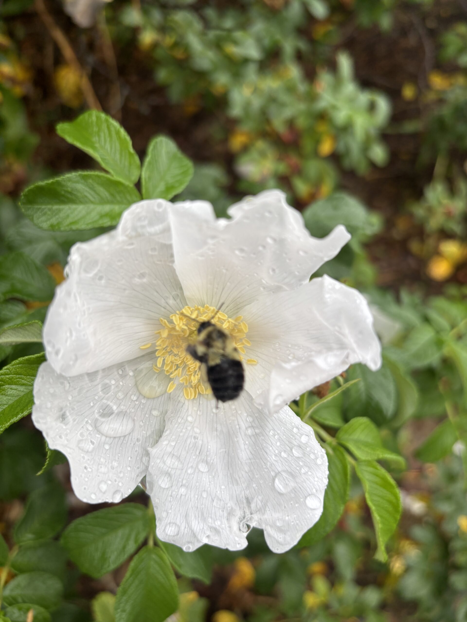 A bee collects pollen from the center of a white flower covered in water droplets, surrounded by green leaves.